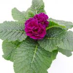 Primula Queen Pom Pom (4)