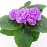 Primula Queen Pom Pom (5)