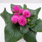 Primula Rosebud (2)