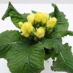 Primula Rosebud (3)