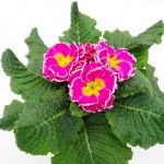 Primula Sweety
