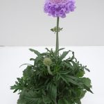 Scabiosa Mariposa