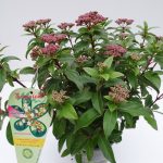 Virburnum tinus T13