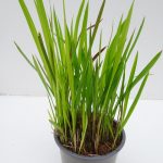 Imperata Red Baron