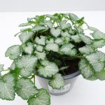 Lamium T13
