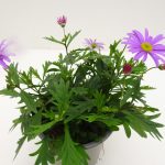 Brachyscome Brasco Violet