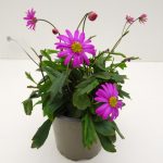 Brachyscome Magenta Delight