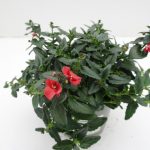 Diascia (2)