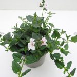 Diascia (3)