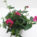 Diascia (4)