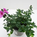 Diascia (5)
