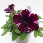 Petunia Gotunia Cosmic Pink
