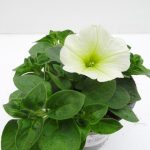 Petunia Sweetunia (2)