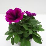 Petunia Sweetunia (3)