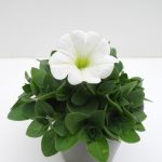 Petunia Sweetunia (4)