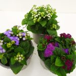 Ageratum