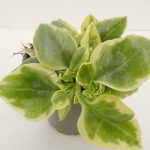 Aptenia