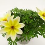 Bidens Electric White