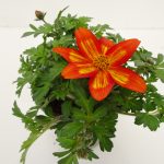 Bidens Funny Honey