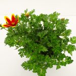 Bidens Taka Tuka