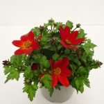 Bidens Taka Tuka