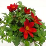 Bidens Taka Tuka