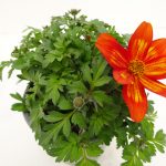 Bidens Taka Tuka