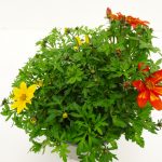 Bidens Trio
