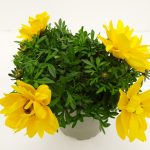 Bidens Tweety