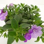 Carillon Calibrachoa