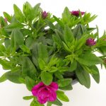 Carillon Calibrachoa