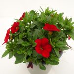 Carillon Calibrachoa