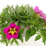 Carillon Calibrachoa