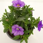 Carillon Calibrachoa