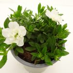 Carillon Calibrachoa