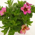 Carillon Calibrachoa