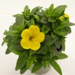 Carillon Calibrachoa