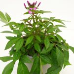 Cleome