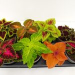 Coleus