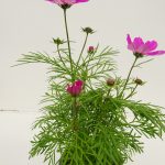 Cosmos