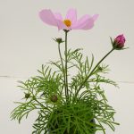 Cosmos