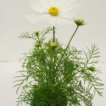 Cosmos