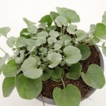 Dichondra