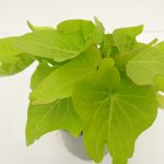 Ipomea