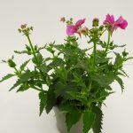 Nemesia Palette
