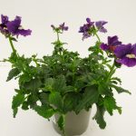 Nemesia Palette