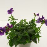 Nemesia Palette