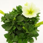 Petunia
