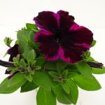 Petunia