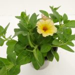 Petunia
